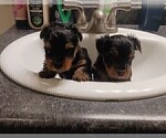 Small Photo #3 YorkiePoo Puppy For Sale in RICHMOND, VA, USA