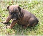 Image preview for Ad Listing. Nickname: FIFI