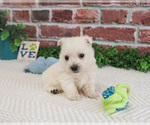 Small #4 West Highland White Terrier