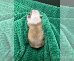 Small Photo #75 Boston Terrier Puppy For Sale in TULARE, CA, USA
