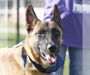 Mutt Dogs for adoption in San Antonio, TX, USA