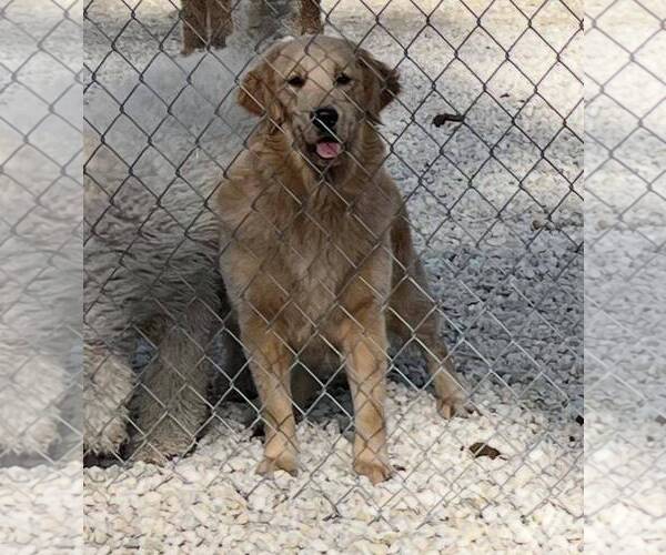 Medium Photo #2 Golden Retriever Puppy For Sale in Bonita Springs, FL, USA