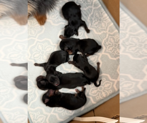 Medium Photo #1 Yorkshire Terrier Puppy For Sale in ENOREE, SC, USA