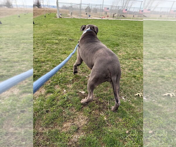 Medium Photo #2 American Staffordshire Terrier Puppy For Sale in Pierceton , IN, USA