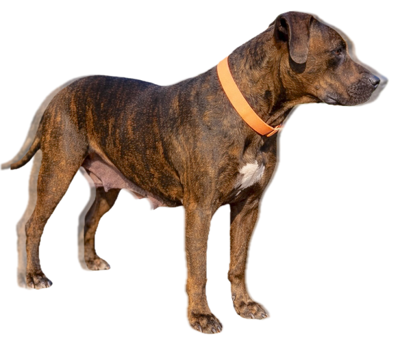 Medium Photo #2 American Pit Bull Terrier-American Staffordshire Terrier Mix Puppy For Sale in Cary, NC, USA