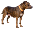 Small #1 American Pit Bull Terrier-American Staffordshire Terrier Mix