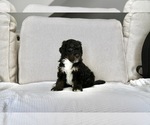 Puppy Darcy Bernedoodle