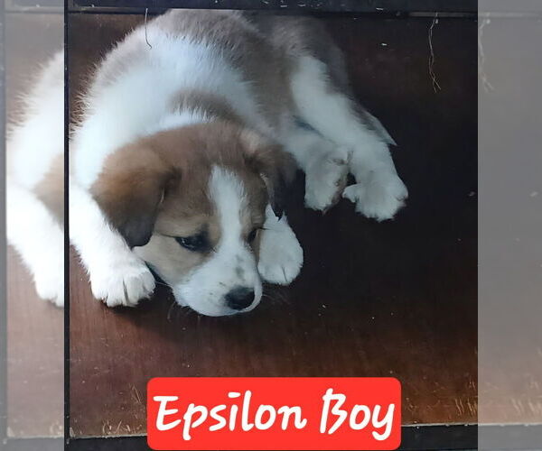 Medium Photo #1 Aussie Pyrenees Puppy For Sale in Aurora, IN, USA