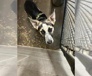German Shepherd Dog-Unknown Mix Dogs for adoption in Stockton, CA, USA