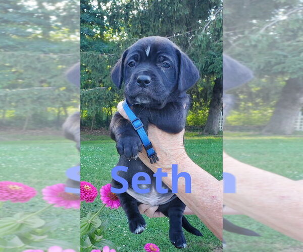 Medium Photo #5 Mutt Puppy For Sale in Evansville, IN, USA