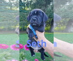 Small #4 Mutt