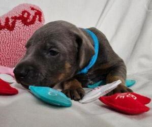Doberman Pinscher Puppy for sale in CLINTON, OH, USA