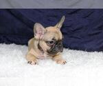 Small #1 French Bulldog