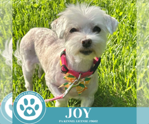 Maltese Dogs for adoption in Kimberton, PA, USA