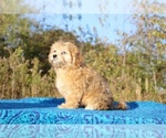 Small #13 ShihPoo