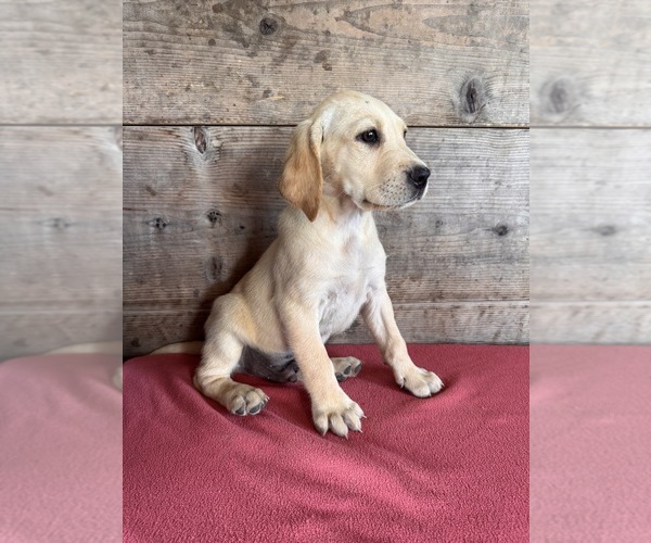 Medium Photo #6 Labrador Retriever Puppy For Sale in VERMONTVILLE, MI, USA