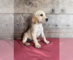 Small #5 Labrador Retriever