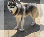 Small Photo #16 Border Collie-Huskies  Mix Puppy For Sale in Dana Point, CA, USA