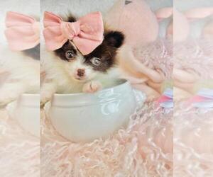 Pomeranian Puppy for sale in FORT LAUDERDALE, FL, USA