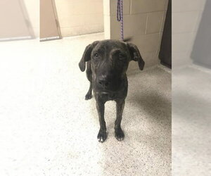 Labrador Retriever-Plott Hound Mix Dogs for adoption in Conroe, TX, USA