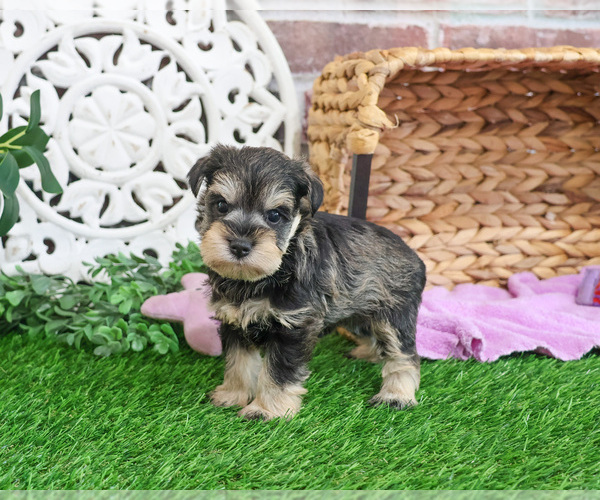 Medium Photo #2 Schnauzer (Miniature) Puppy For Sale in SYRACUSE, IN, USA