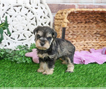 Small #1 Schnauzer (Miniature)