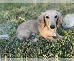 Father of the Dachshund puppies born on 12/21/2023