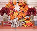Puppy Finnick Chihuahua