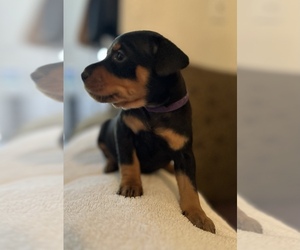 Miniature Pinscher Puppy for sale in LOS ANGELES, CA, USA