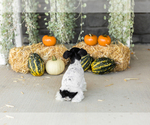 Small #5 Schnauzer (Miniature)