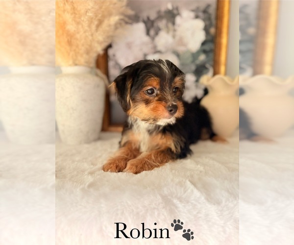 Medium Photo #10 Yorkshire Terrier Puppy For Sale in MURFREESBORO, TN, USA