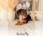 Small #9 Yorkshire Terrier