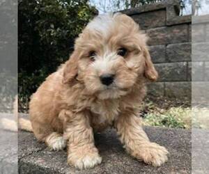 Aussiedoodle-Bernedoodle Mix Puppy for sale in EAST EARL, PA, USA