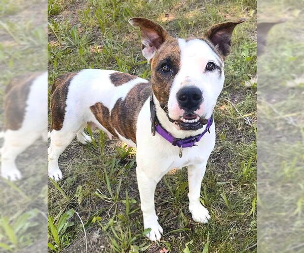 Medium Photo #1 Bull Terrier-Unknown Mix Puppy For Sale in Sacramento, CA, USA