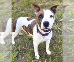 Small Bull Terrier Mix