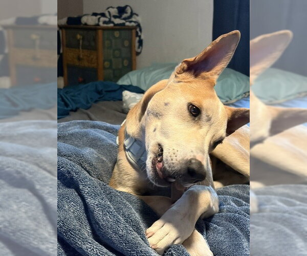 Medium Photo #5 Mutt Puppy For Sale in Sandy, UT, USA