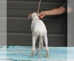 Small Photo #4 Whippet Puppy For Sale in DAVISON, MI, USA