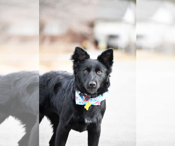 Medium Photo #9 Retriever -Unknown Mix Puppy For Sale in Sandy, UT, USA