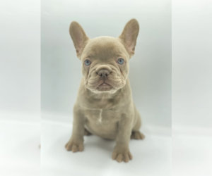 French Bulldog Puppy for sale in ATHERTON, CA, USA