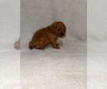Small #2 Cavapoo (Miniature)
