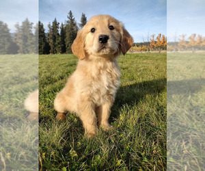 Golden Retriever Dog for Adoption in EVERETT, Washington USA