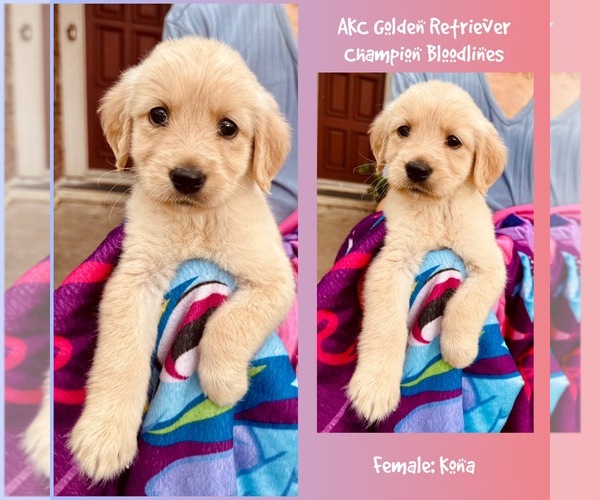 Medium Photo #1 Golden Retriever Puppy For Sale in SUGAR LAND, TX, USA