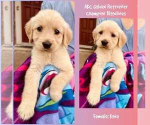 Golden Retriever Puppy for sale in SUGAR LAND, TX, USA