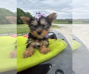 Yorkshire Terrier Puppy for sale in LANCASTER, MO, USA