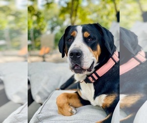 Mother of the Greater Swiss Mountain Dog puppies born on 09/04/2025