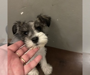 Schnauzer (Miniature) Puppy for sale in BRIDGETON, NJ, USA