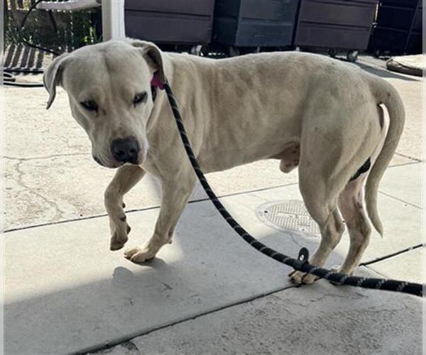 Medium Photo #1 Mutt Puppy For Sale in Bakersfield, CA, USA