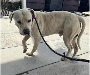 Mutt Dogs for adoption in Bakersfield, CA, USA