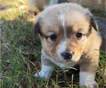 Small #1 Pembroke Welsh Corgi