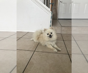 Pomeranian Puppy for sale in PFLUGERVILLE, TX, USA